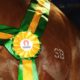ABCCMM realiza a 39ª Exposição Nacional do Cavalo Mangalarga Marchador