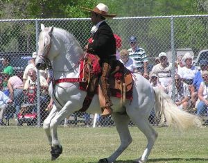 Azteca é uma raça de cavalo originária do México