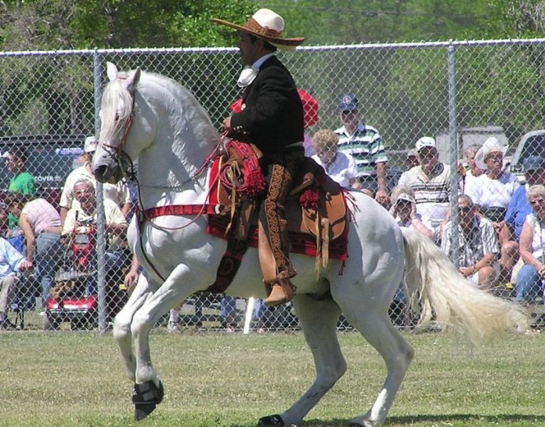 Confira seis curiosidades sobre o cavalo Azteca