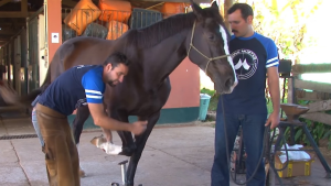 Série Mustad: como tirar a ferradura corretamente – Passo 2