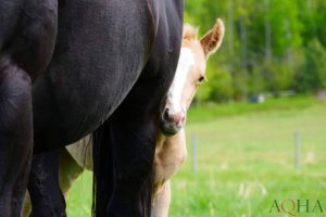 Quarto de Milha: AQHA aprova novo procedimento para registro de produtos