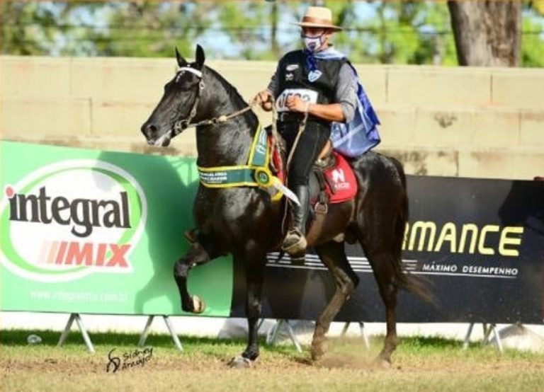 Retrospectiva 2021 – Cavalo Mangalarga Marchador