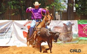 Team Roping: 3 dicas para você iniciar corretamente seu cavalo