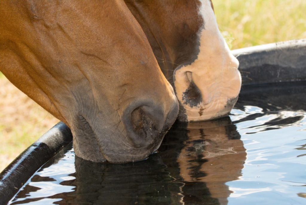 Cuidar bem dos cavalos é importante. Calor intenso pode não ser bom para eles. Queremos assegurar que você tem todas as dicas 