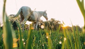 Algumas lições sobre manejo de cavalos