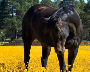 Fotografia de cavalos revela mais do que a imagem em si