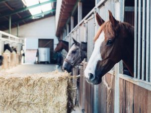 7 fatos sobre estrume de cavalos