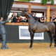 Treinadores brasileiros de Halter são maioria em lista de indicados ao prêmio da revista americana Arabian Horse Times
