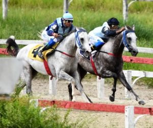 Prêmio IFAHR abre calendário internacional de corridas de cavalo Árabe