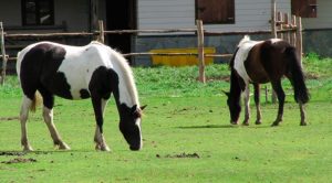 Cavalo Chileno é ágil, resistente e representa a cultura do País