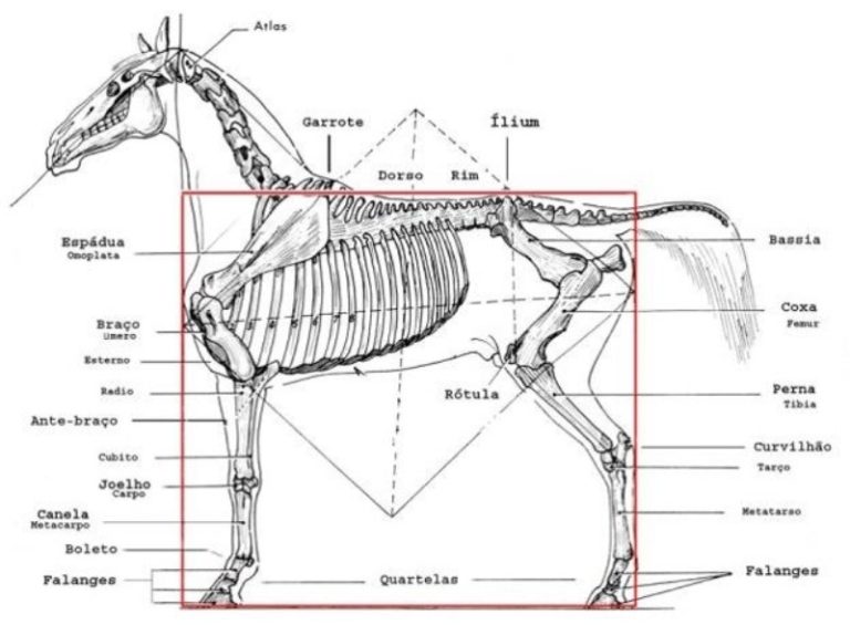 Cavalos conformação, proporção e equilíbrio Cavalus