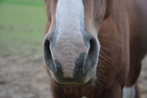 Como corrigir o problema do cavalo que morde