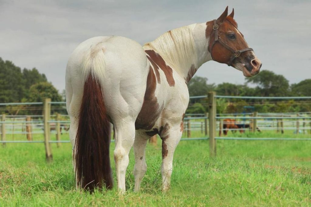 O WP Ranch tem como garanhão-chefe o animal Winning Pep, o único Super Horse da raça Paint; confira em entrevista a paixão pelo Paint Horse
