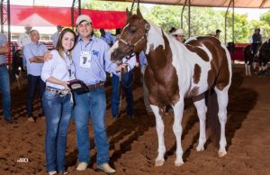 Criador conta da sua paixão pelo Paint Horse e programa de incentivo à raça