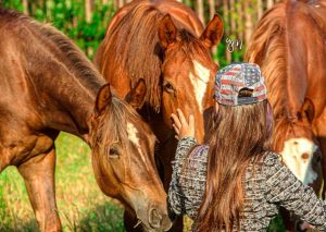 Curiosidades sobre o cavalo Quarto de Milha