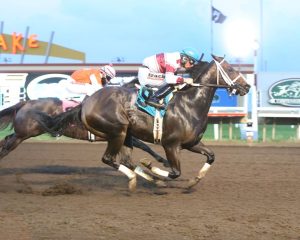 Influência do gene da miostatina em cavalos da raça Quarto de Milha