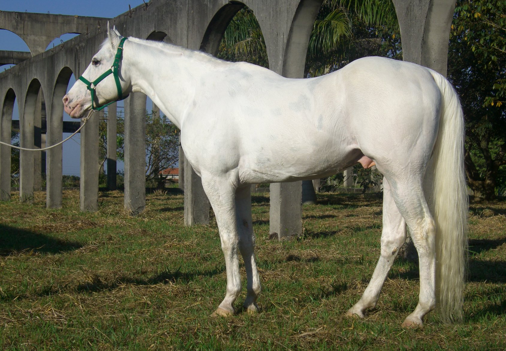 Retrospectiva 2021 – Cavalo Appaloosa - Cavalus