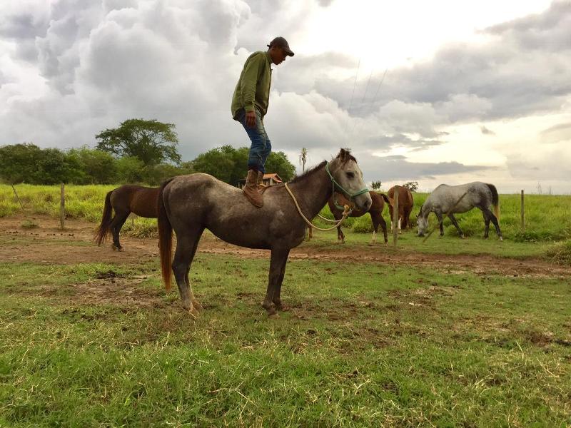 Cortador de cana quando menino, Paulo Sérgio da Silva chegou a São Paulo há cerca de 20 anos e conta: "o cavalo mudou a minha vida"