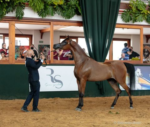 Programa do Cavalo Árabe vai ao ar nesta quinta-feira