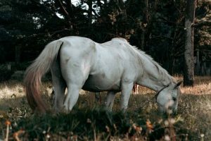 Saúde e a produtividade dos equinos através do controle dos parasitas