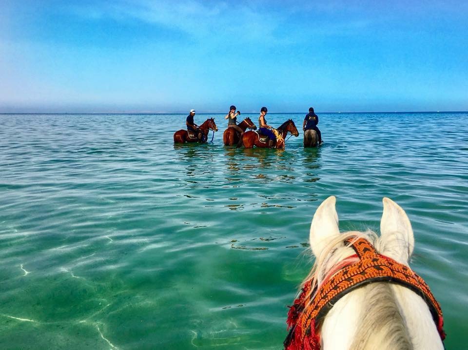 Cavalgar no deserto e nadar com os cavalos no Mar Vermelho  No último dia, após o café da manhã, saída da cavalgada cruzando o deserto até chegar na deslumbrante Baía de Makadi, no Mar Vermelho.  Depois de tirar as selas, é hora de entrar com o cavalo nas tranquilas águas cristalinas do Mar Vermelho. Uma experiência incrível para encerrar uma viagem a cavalo tão especial.  Por Paulo Junqueira Arantes Cavaleiro profissional e Diretor da agência Cavalgadas Brasil www.cavalgadasbrasil.com.br  Veja outras notícias da editoria Turismo Equestre no portal Cavalus