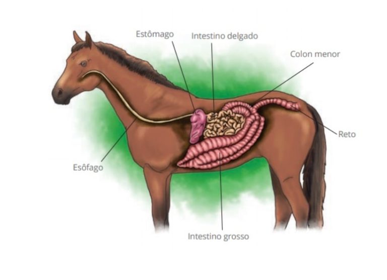Voc Conhece O Aparelho Digestivo Dos Equinos Cavalus