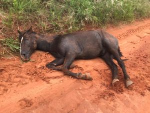 Suposto surto de raiva em equinos é registrado no Centro Oeste Paulista