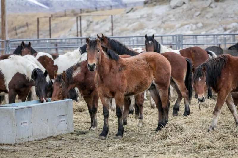 Muitos programas nos Estados Unidos visam proteger e preservar o contingente de cavalos selvagens mustangs ainda existentes no mundo