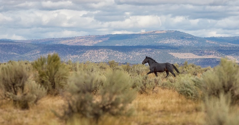 Muitos programas nos Estados Unidos visam proteger e preservar o contingente de cavalos selvagens mustangs ainda existentes no mundo