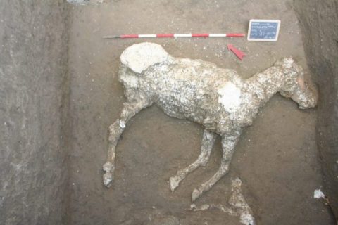 Cavalos puro-sangue têm seus corpos descobertos 2 mil anos depois