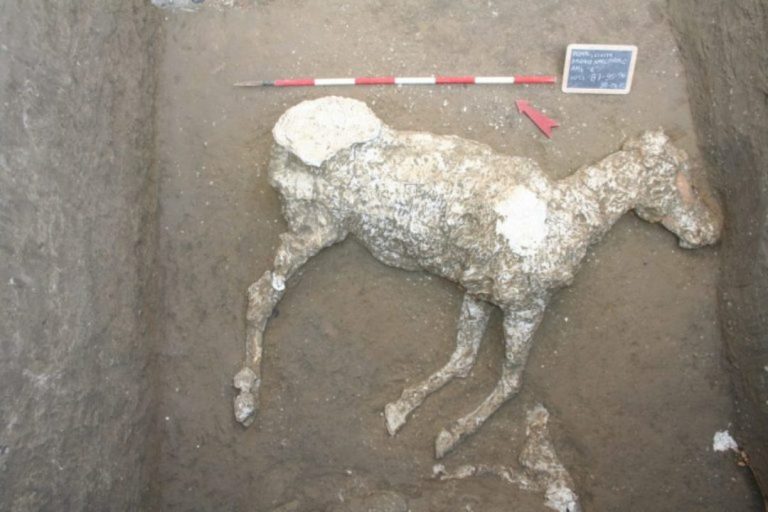 Cavalos puro-sangue têm seus corpos descobertos 2 mil anos depois