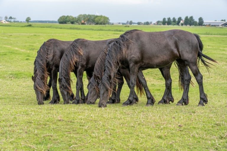 20 fatos interessantes sobre cavalos