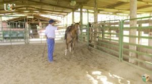 TV UC – Por que e como encostar o cavalo na cerca