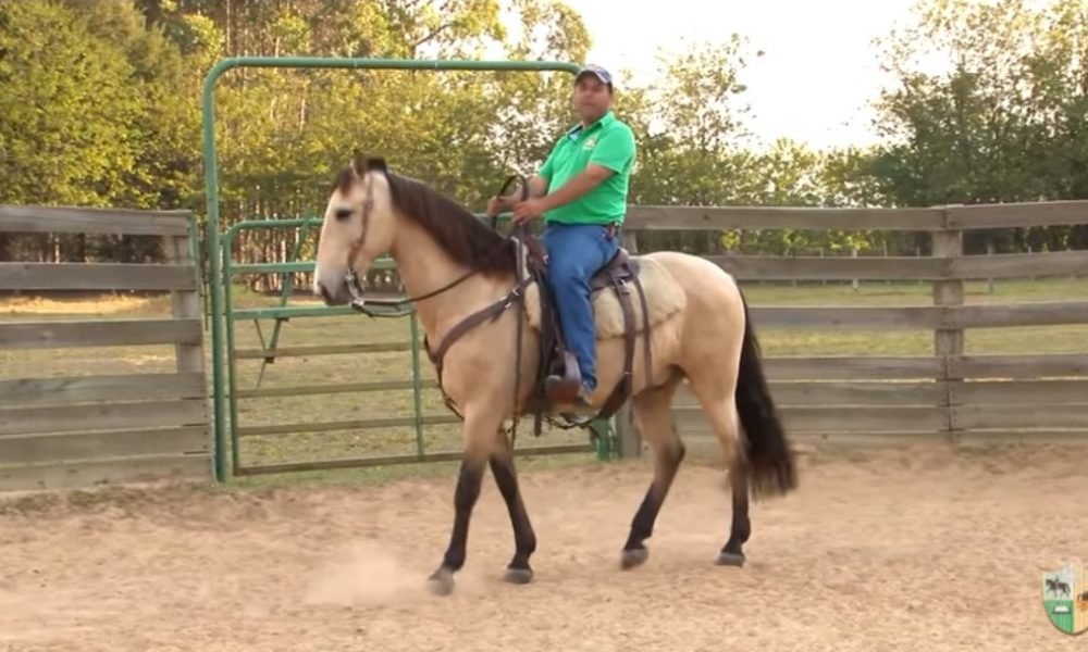 No Mensagem a Cavalo você confere como fazer o seu animal transferir o peso para trás e ficar leve de frente; ensine parada para o seu cavalo