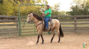 TV UC – Ensine parada para o seu cavalo