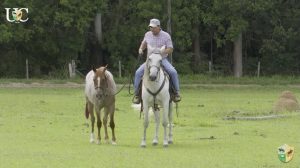 TV UC – Um cavalo experiente para ajudar na doma