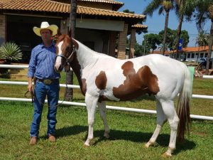 Agostinho Leal é um criador apaixonado por cavalos e pelo Paint