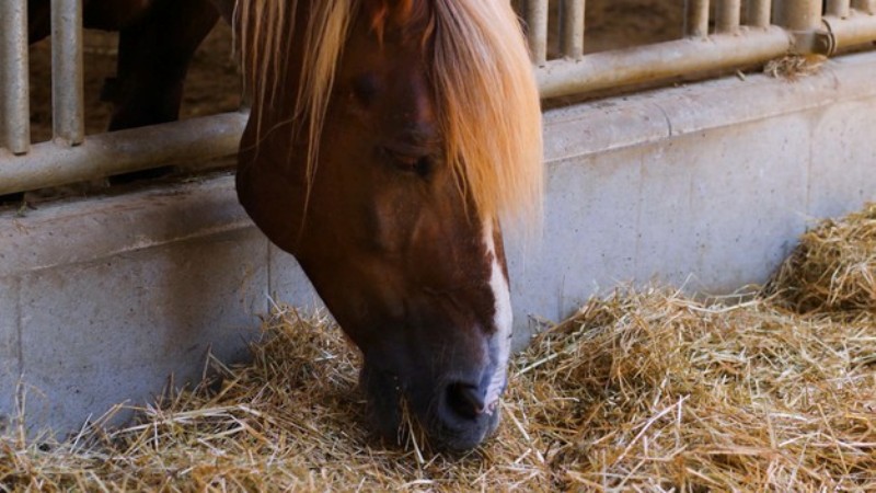 alimentação animal: os volumosos fornecidos aos cavalos com frequência são submetidos a diferentes métodos de conservação