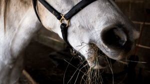 Alimentação animal: entenda o uso de um aditivo conservante