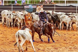 Apaixonado por cavalos, Aloísio Junior mantém seu haras na Bahia