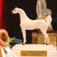 Exposições do cavalo Árabe são adiadas em Tatuí