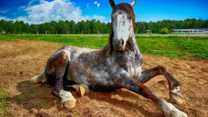 Como minimizar o risco de cólicas em equinos