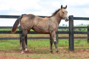 Leilão Virtual Haras Império oferta produção do time de consagrados garanhões e matrizes