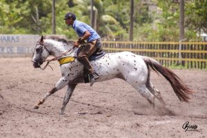 Mercado aquecido para exemplares da raça Appaloosa