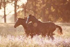 Importância da vacinação de equinos contra influenza e tétano