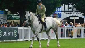 Irish Draught Horse é a raça do cavalo de tração irlandês