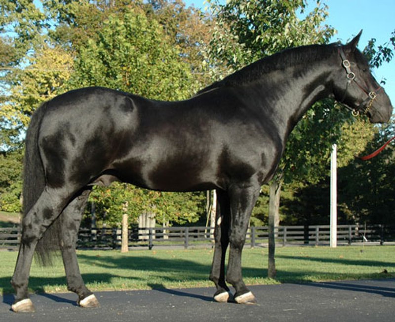 Irish Draught Horse é uma raça nacional de cavalos da Irlanda que se desenvolveu principalmente para uso em fazendas desde o Século 18