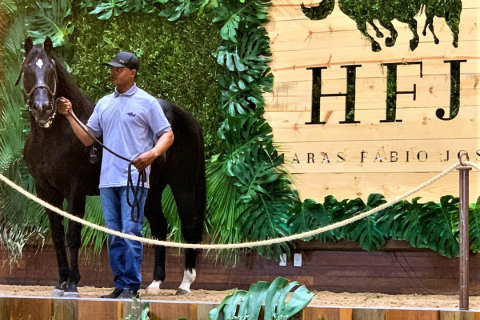 Leilão Haras FJ fecha com faturamento próximo dos R$ 3,4 milhões