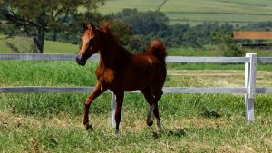 Leilão Virtual Haras JM e Convidados oferta seleta genética do cavalo Árabe