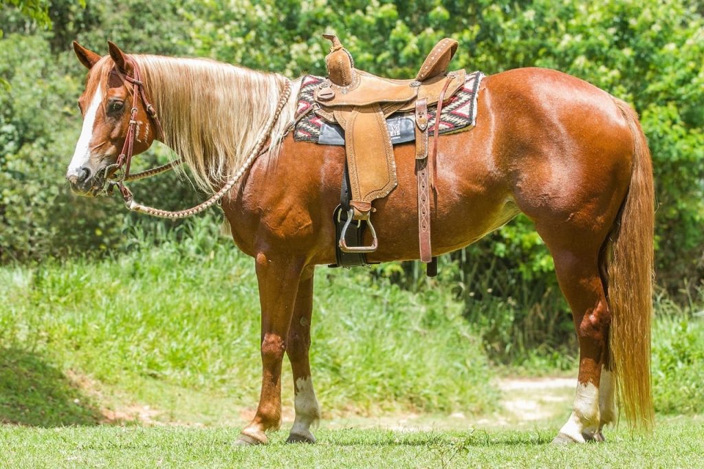 Lolla Líder é a égua mais pontuada de Ranch Sorting do Brasil